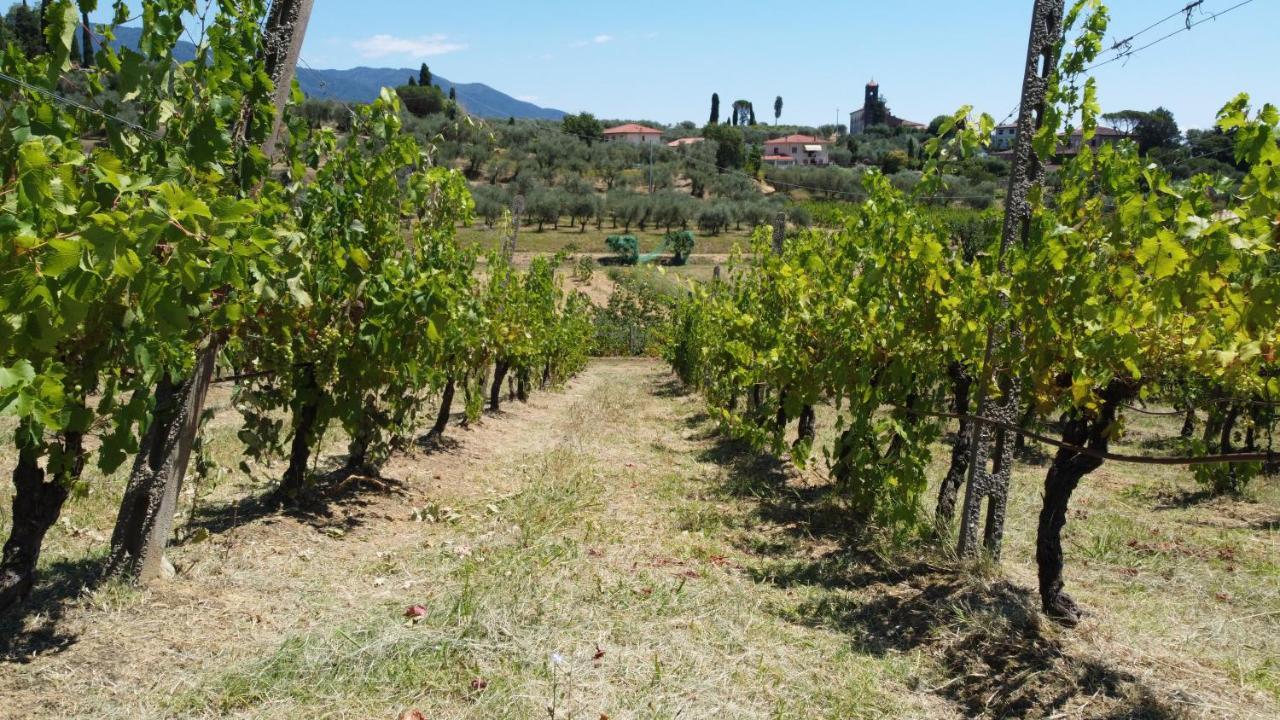 Podere Farinello Lucca
